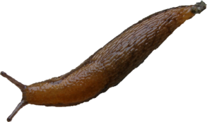 Slug PNG-87313